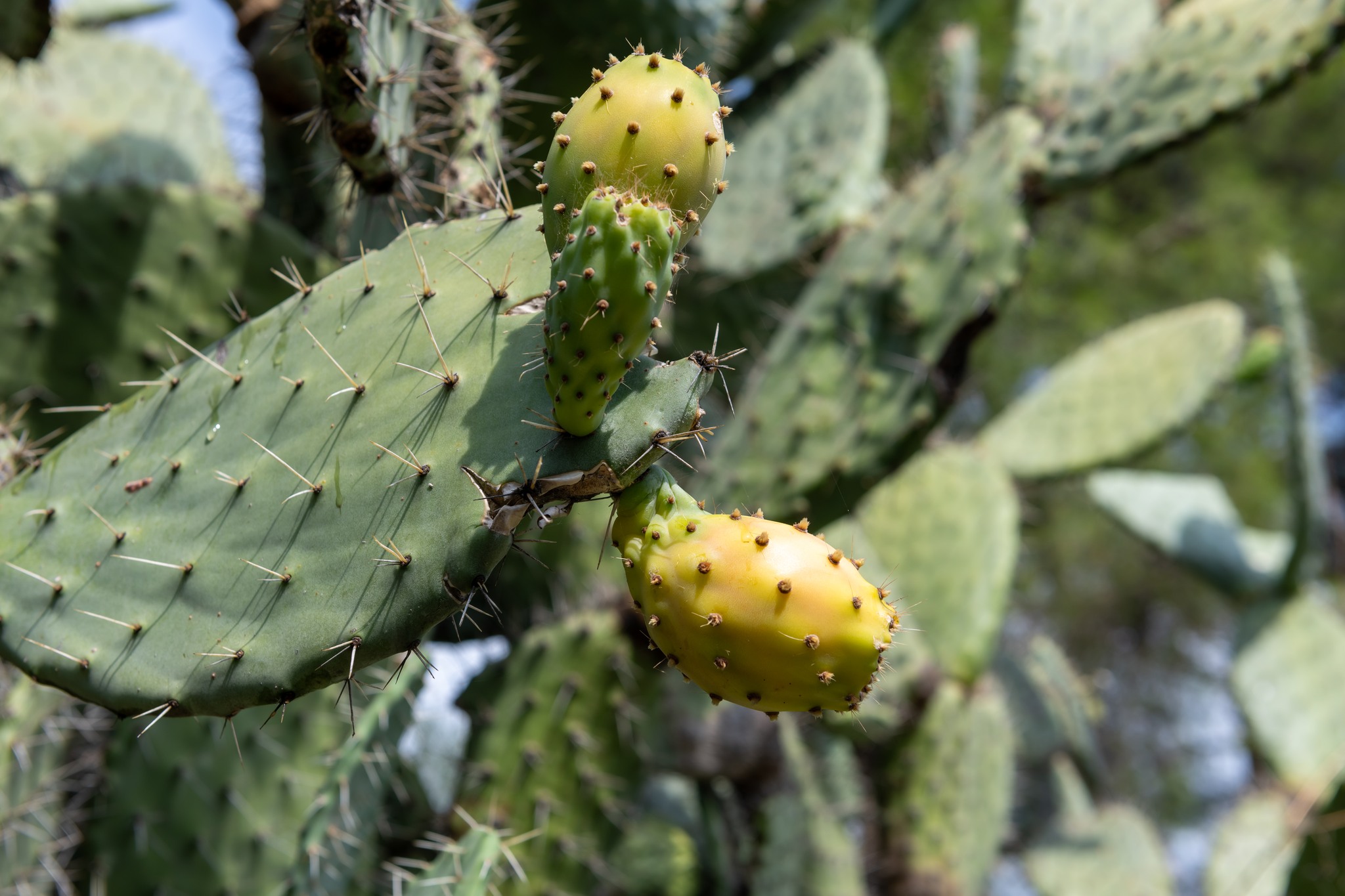 Prickly pear cactus